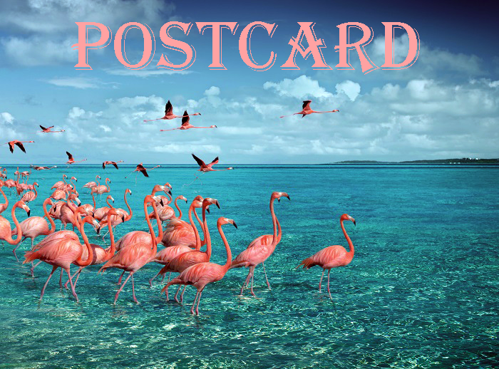 Flamingos Bahamas